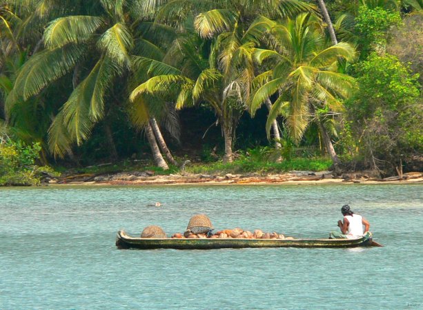 52- Transport des recoltes de noix de coco 